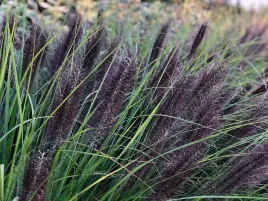 rozplenica-japonska-black-beauty-duze-czarne-kwiaty-p9