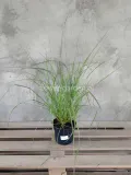 rozplenica-japonska-magic-c2-producent-szkolka-roslin-ozdobnych-a-r-koblanscy