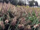 rozplenica-japonska-magic-c2-producent-szkolka-roslin-ozdobnych-a-r-koblanscy-nazwa-lacinska-pennisetum-alopecuroides