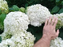 hortensja-krzewiasta-annabelle-duze-kuliste-kwiaty-c3