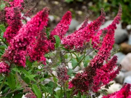 budleja-dawida-prince-charming-motyli-krzew-c3