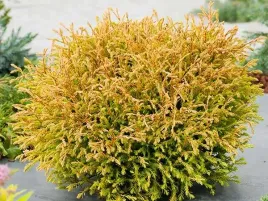 zywotnik-zachodni-tuja-golden-tuffet-rdzawe-pedy-p9