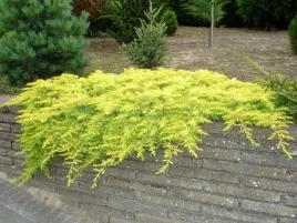 jalowiec-nadrzezny-allgold-ladna-zolta-barwa-p9