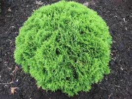 zywotnik-zachodni-tuja-danica-zielona-kulka-p9