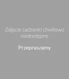 borowka-amerykanska-nelson-c5-rodzaj-rosliny-borowki-i-jagody
