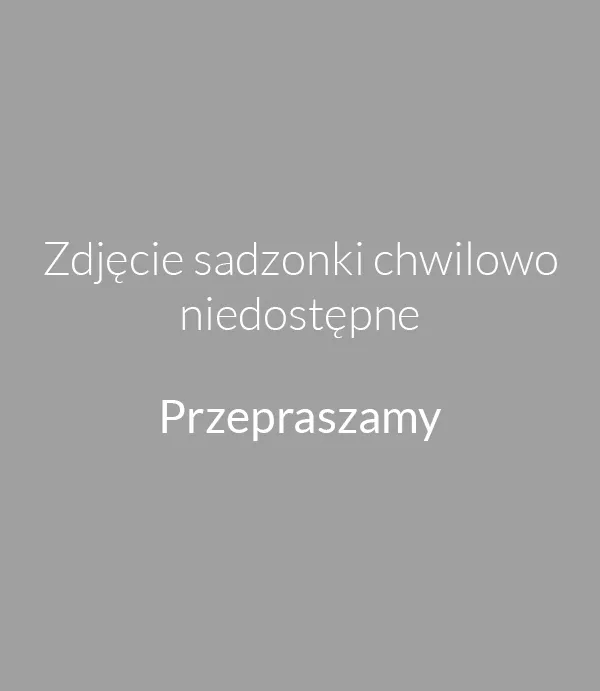 borowka-amerykanska-nelson-c5-rodzaj-rosliny-borowki-i-jagody