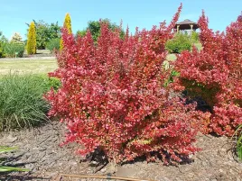 berberys-thunberga-florence-zwarty-kolumnowy-p9