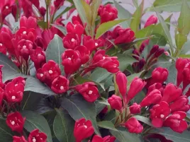 krzewuszka-all-summer-red-intensywnie-czerwona-c3