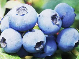 borowka-amerykanska-bonus-3-letnie-sadzonki-c2