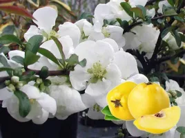 pigwowiec-posredni-jet-trail-c2