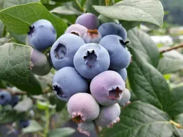 borowka-amerykanska-hurt-120-sztuk-c2