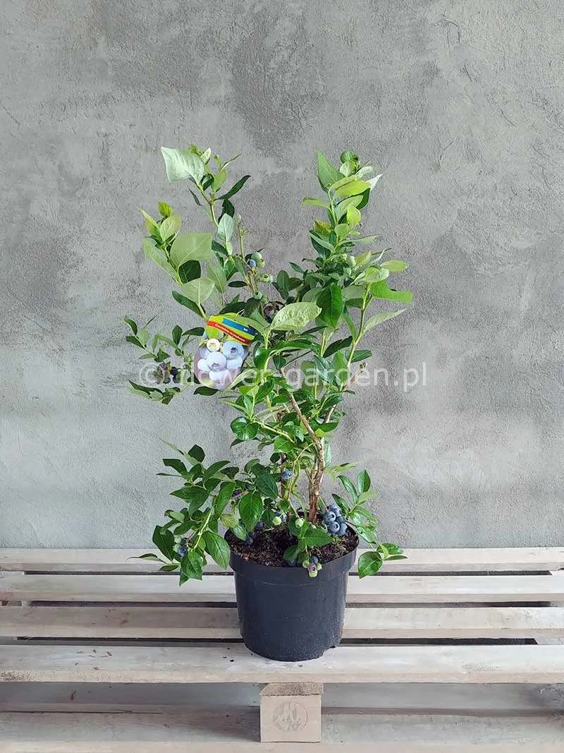 borowka-amerykanska-duke-c5-rodzaj-rosliny-borowki-i-jagody