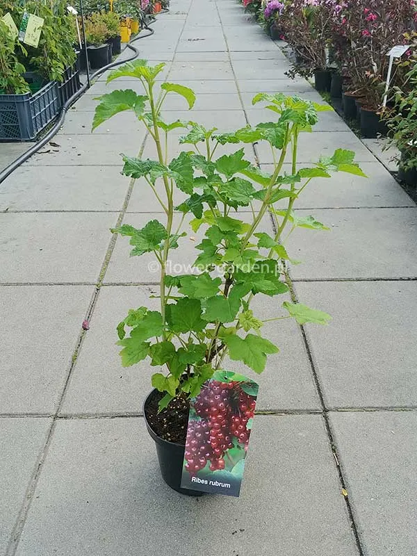 porzeczka-czerwona-c2-rodzaj-rosliny-porzeczki