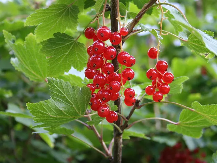 porzeczka-czerwona-c2-stan-nowy