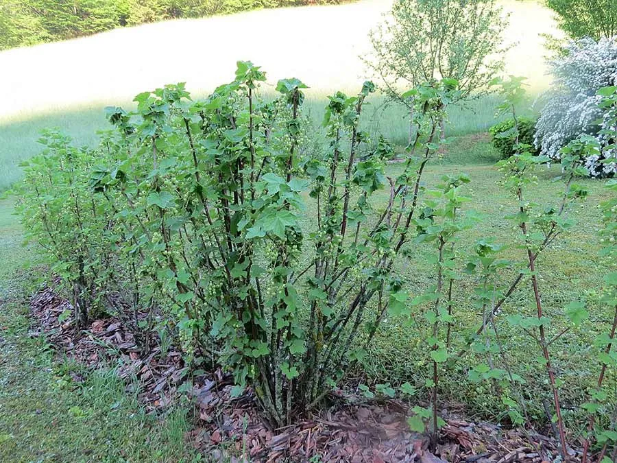 porzeczka-czerwona-c2