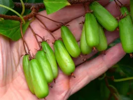 aktinidia-pstrolistna-vitakola-miniaturowe-kiwi-c2