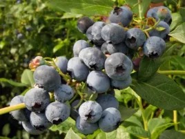 borowka-amerykanska-brigitta-c2