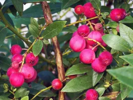 borowka-pink-lemonade-jedrne-slodkie-rozowe-owoce-c2