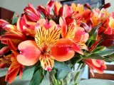 alstremeria-indian-summer-tesronto-c2