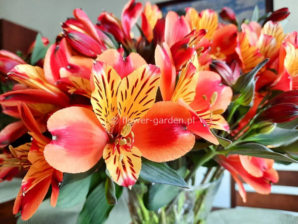 alstremeria-indian-summer-tesronto-c2