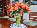 alstremeria-indian-summer-tesronto-c2-stan-nowy