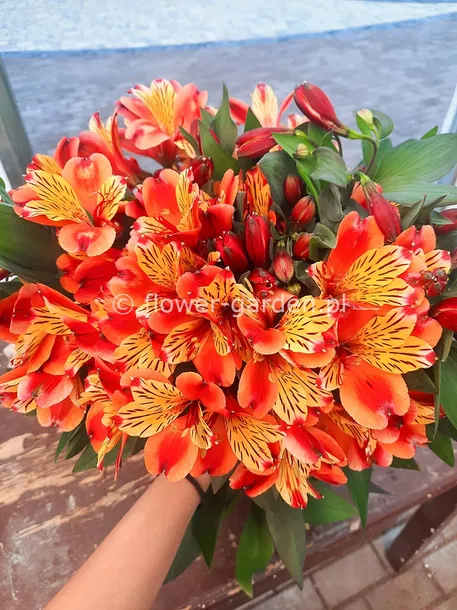 alstremeria-indian-summer-tesronto-c2-producent-szkolka-roslin-ozdobnych-a-r-koblanscy