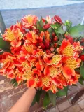 alstremeria-indian-summer-tesronto-c2-producent-szkolka-roslin-ozdobnych-a-r-koblanscy