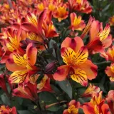 alstremeria-indian-summer-tesronto-c2-rodzaj-rosliny-inny-nazwa-lacinska-inna