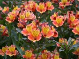 alstremeria-indian-summer-tesronto-c2-stan-nowy-rodzaj-rosliny-inny