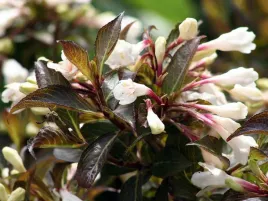 krzewuszka-cudowna-black-andamp-white-r-p9