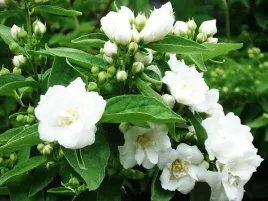 jasminowiec-bouquet-blanc-bialy-jasmin-c2