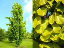 buk-pospolity-dawyck-gold-kolumnowy-piekna-barwa-c75