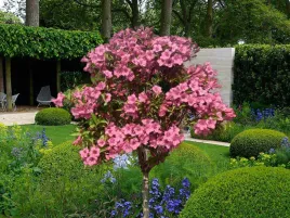 krzewuszka-styriaca-na-pniu-100cm-c3