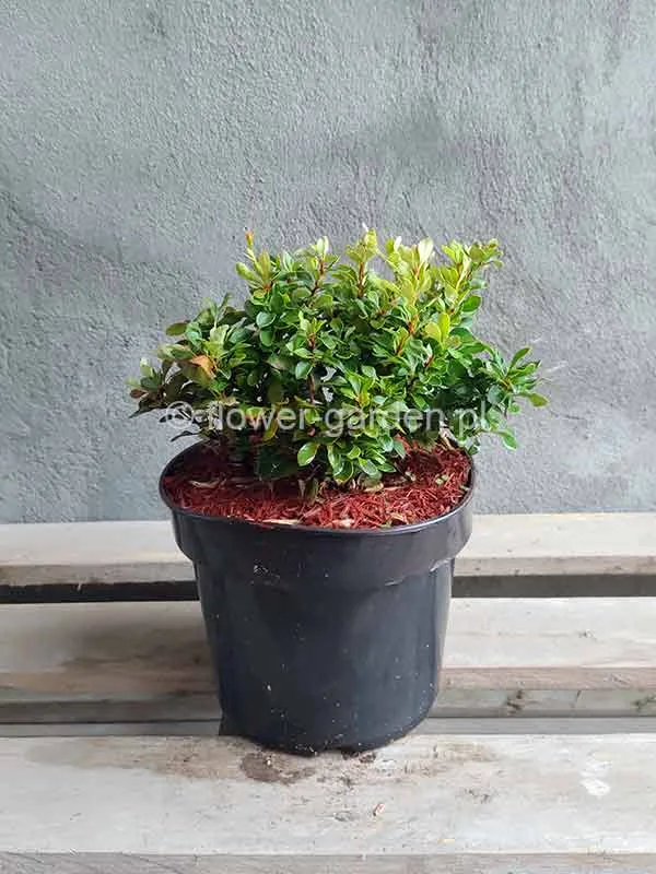 berberys-thunberga-kobold-c15-rodzaj-rosliny-berberysy