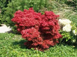 klon-palmowy-shaina-duza-sadzonka-c20