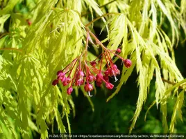 klon-palmowy-dissectum-duza-sadzonka-egzotyczny-wyglad-c20