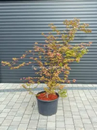 klon-palmowy-orange-dream-duzy-egzemplarz-160cm-c40