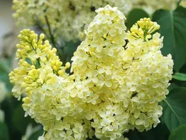 lilak-pospolity-primrose-pachnacy-o-zoltym-zabarwieniu-c2