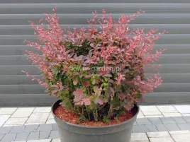 berberys-inspiration-c25