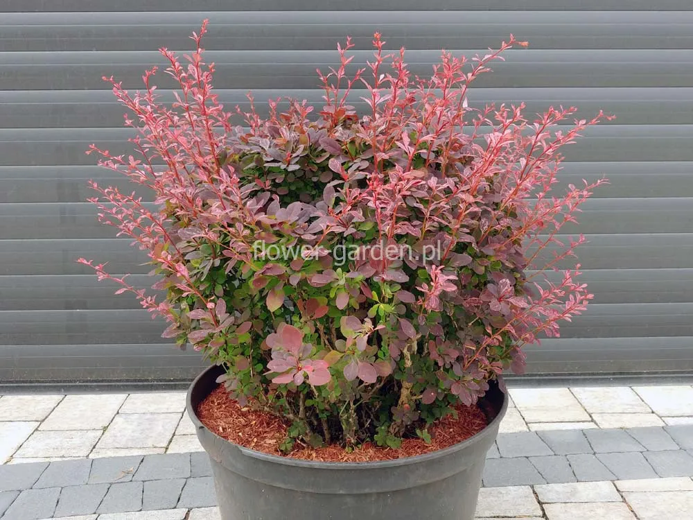 berberys-inspiration-c25