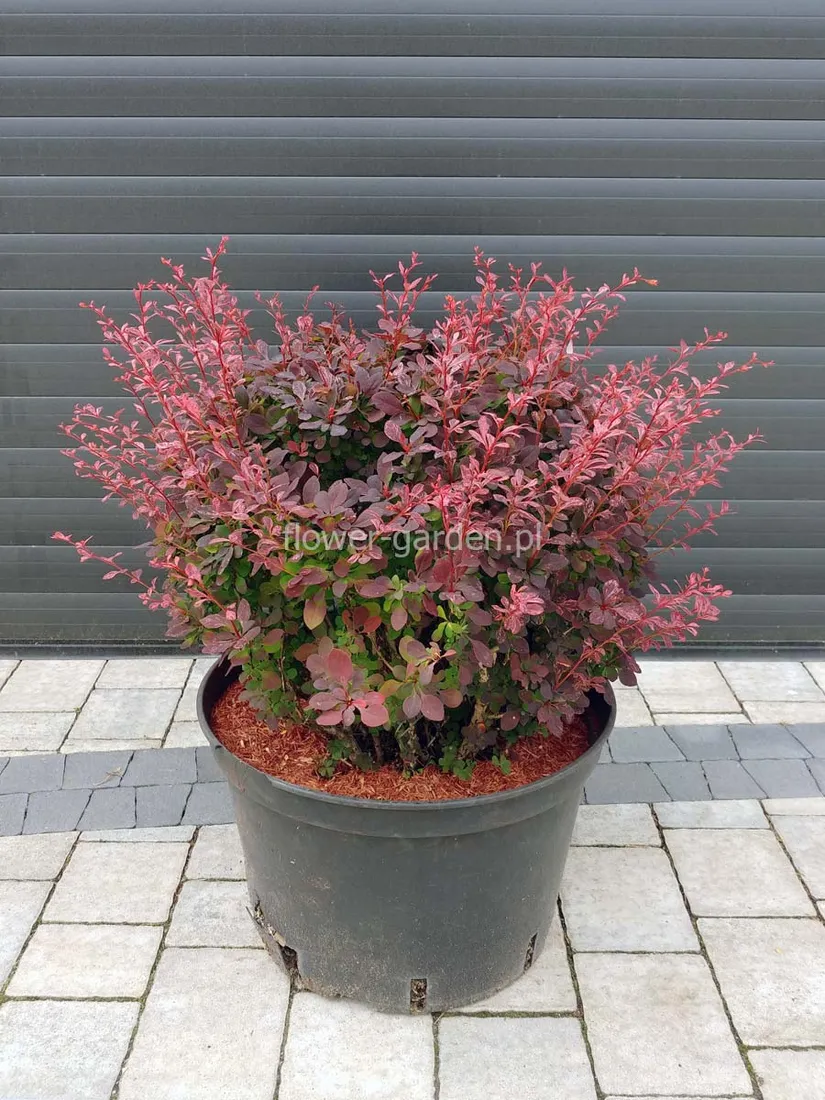 berberys-inspiration-c25-rodzaj-rosliny-inny