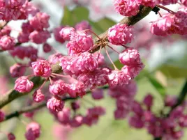 judaszowiec-kanadyjski-pink-pom-poms-pomponowe-kwiaty-c12