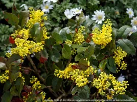 mahonia-pospolita-apollo-zimozielony-krzew-c2