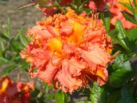 azalia-wielkokwiatowa-mars-nowa-polska-odmiana-c3