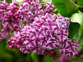 lilak-sensation-dwubarwny-sadzonki-c2