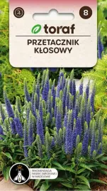 nasiona-przetacznik-klosowy-01g