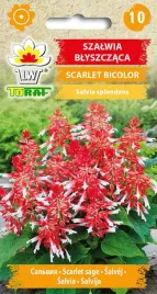 nasiona-szalwia-blyszczaca-scarlet-bicolor-dwubarwna-10-szt