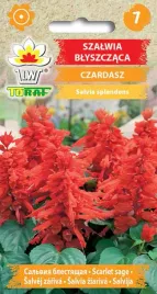 nasiona-szalwia-blyszczaca-czardasz-03g