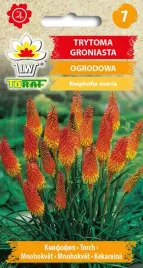 nasiona-trytoma-groniasta-ogrodowa-05g