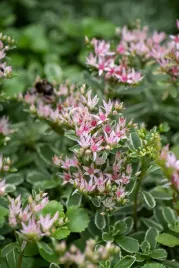 rozchodnik-tricolor-sedum-spurium
